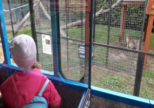 dzieci przez okno wagonika oglądają rysia