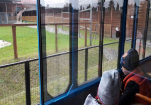 dzieci przez okno wagonika oglądają żyrafę