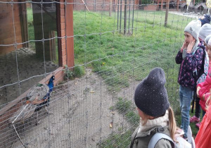 dzieci przez siatkę oglądają pawia
