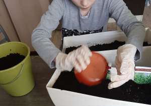 dziewczynka w rękawiczkach wsypuje ziemię do białej skrzynki z nasionami