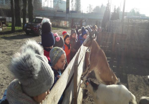 w zagrodzie dzieci oglądają kozy i króliki