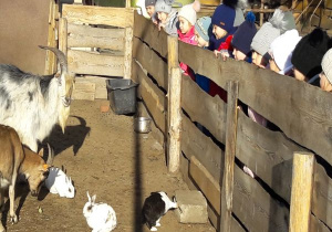 dzieci oglądają kozy w zagrodzie i króliki
