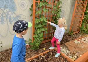 dzieci oglądają rośliny pnące - jeżyny na drewnianych kratkach na terenie ogródka "Słoneczna Akademia"