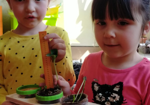 dziewczynki trzymają pojemniki w drewnianej oprawce z kiełkującymi roślinami i przyłożoną miarką