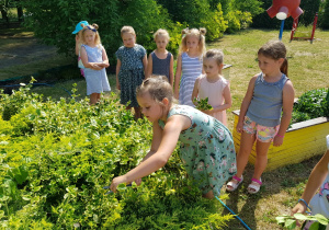 dziewczynki z grupy VI zrywają kwiaty na rabatach kwiatowych w ogrodzie przedszkolnym