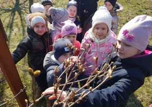 przedszkolaki porównują paki liści bzu