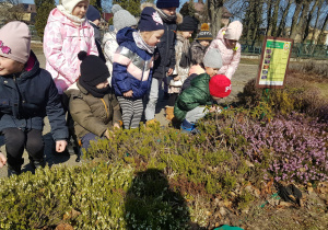 przedszkolaki w ogrodzie obserwują pszczoły nad krzewami wrzosowymi