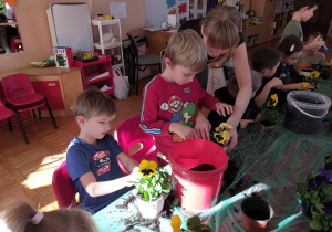 w sali przedszkolnej - chłopcy sadzą bratki w doniczkach z pomocą mamy