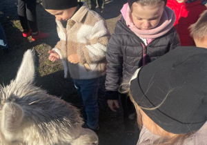 dzieci karmią lamy