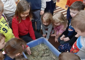 dzieci na dywanie siedzą przy niebieskiej misce z żółwiem i patrzą na niego