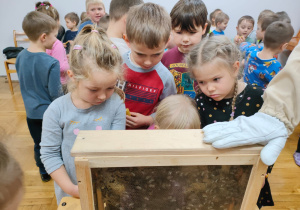przedszkolaki przyglądają się pszczołom umieszczonym w okienku