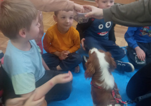 dzieci biorą karmę z pudełka i karmią psa