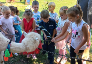 dzieci karmią alpaki gałązkami wierzby