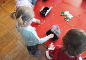 przedszkolaki sieją nasiona żyta do pojemników