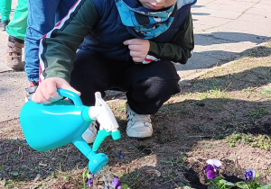 chłopiec podlewa wodą z konewki posadzone bratki