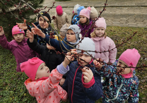 przedszkolaki dotykają gałązek, na których są różowe pąki kwiatów jabłoni