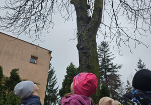 dzieci zobaczyły gniazdo i budkę dla ptaków na drzewie