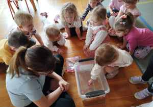 przedszkolaki próbują za pomocą słomki wyciągnąć z pojemnika z wodą, zatopione gumki do włosów