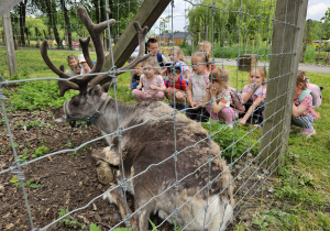 dzieci kucają obok renifera, który siedzi w zagrodzie