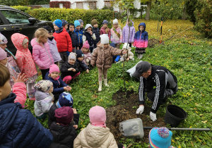 dziewczynka trzyma jabłonkę, gdy pan Krzysiu obsypuje korzenia drzewka ziemią