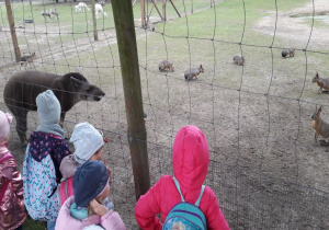 dzieci oglądają tapira