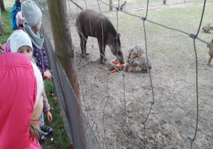 dzieci oglądają tapira jak z zającami je z miski