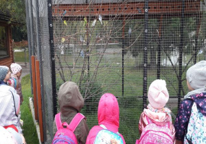 dzieci oglądają ptaszki w klatce