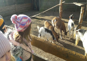 w zagrodzie dzieci oglądają kozy i króliki