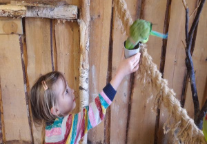 dziewczynka karmi zieloną papugę karmą z kubka