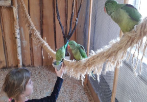 trzy zielone papugi siedzą na linie a dziewczynka karmi papugę karmą z kubka