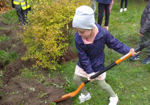 dziewczynka nabiera ziemię na łopatę