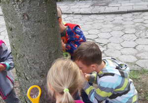 dzieci oglądają przez lupkę korę drzewa