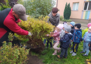 dzieci pomagają sadzić grupowy krzew, wsadzić do przygotowanego dołka