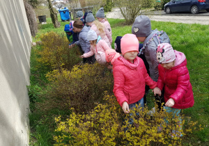 dzieci w ogrodzie oglądają i dotykają młodych liści na krzewach posadzonych w zeszłym roku szkolnym