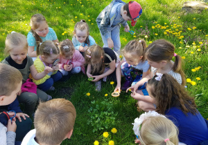 dzieci przez lupy obserwują liście koniczyny