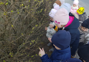 przedszkolaki oglądają pąki liści na gałązkach krzewu