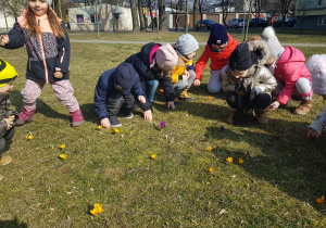 na trawniku przedszkolaki obserwują krokusy