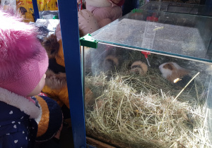 w sklepie dzieci przyglądają się śwince morskiej umieszczonej w akwarium