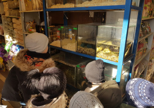 w sklepie dzieci przyglądają się śwince morskiej, chomikom, myszkom, szynszyli umieszczonych w akwariach