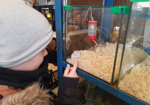 w sklepie dzieci dzieci oglądają myszki i chomiki