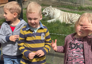 dzieci przy szybie, za którą leży biały tygrys