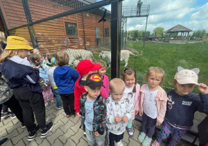 dzieci oglądają dwa białe tygrysy za szklanym ogrodzeniem