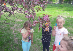 dziewczynki ogladają kwiatki kwitnącego drzewa przez lupy