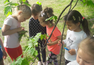 dzieci przez lupy obserwują mszyce na listkach drzewa