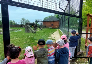 dzieci oglądają lwy na wybiegu
