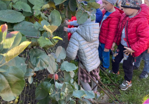 ogródki działkowe - dzieci przyglądają się jabłonce z jabłkami