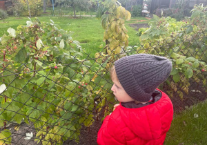 ogródki działkowe - chłopiec przygląda się malinom na krzewie