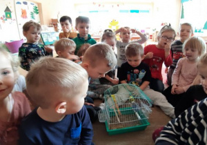 dzieci na dywanie siedzą przy klatce kanarka a chłopcy zaglądają do klatki