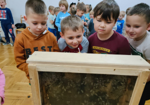 chłopcy przyglądają się pszczołom umieszczonym w okienku
