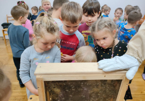 przedszkolaki przyglądają się pszczołom umieszczonym w okienku